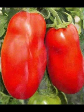 Непревзойденный томат Русские колокола: секреты выращивания и чудесный вкус