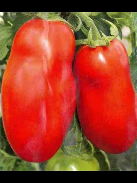 Непревзойденный томат Русские колокола: секреты выращивания и чудесный вкус