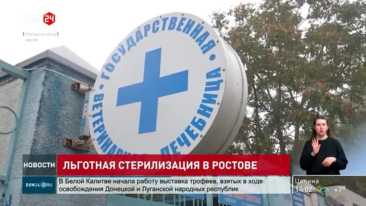 Льготная стерилизация домашних питомцев стартует в Ростове с 1 марта