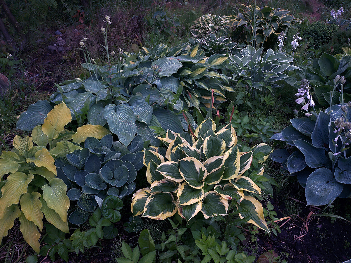 Сложный уход за хостами: борьба с хаосом в саду