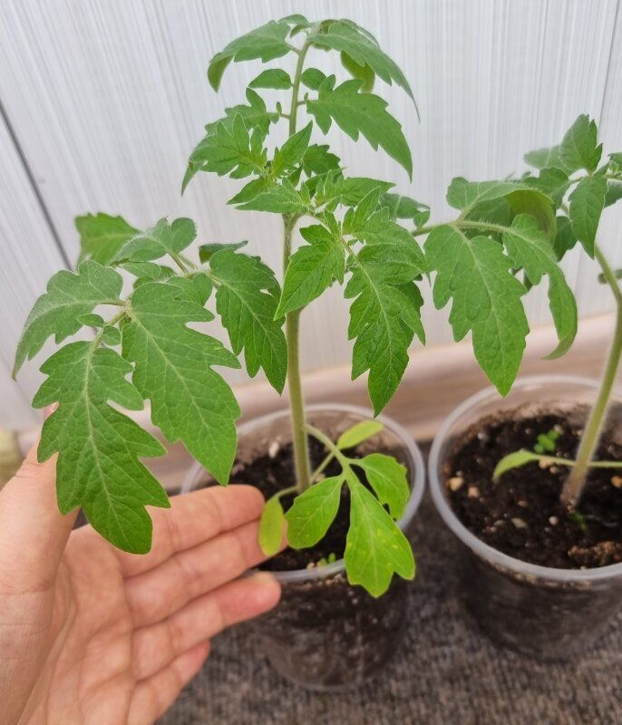 ����� �������� ������������� �������: �������� ������ ��� �����������