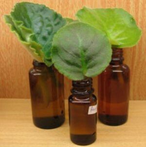 Как размножить фиалку из листа: пошаговое руководство