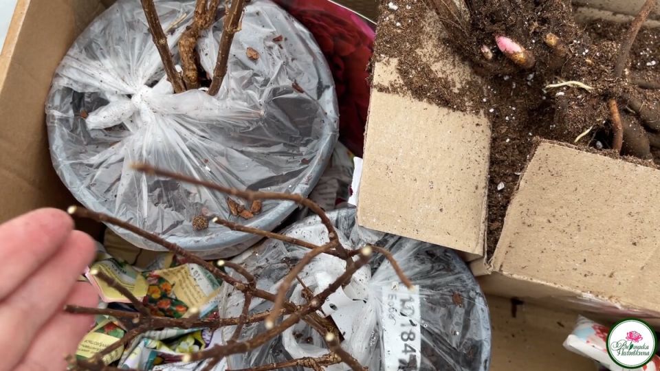 ��� ��������� ������� �� �������� �������