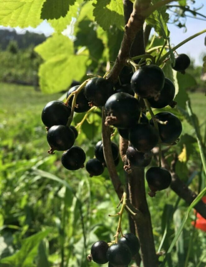 Почему черенки черной смородины стоит сажать под углом 45°: три удивительных причины