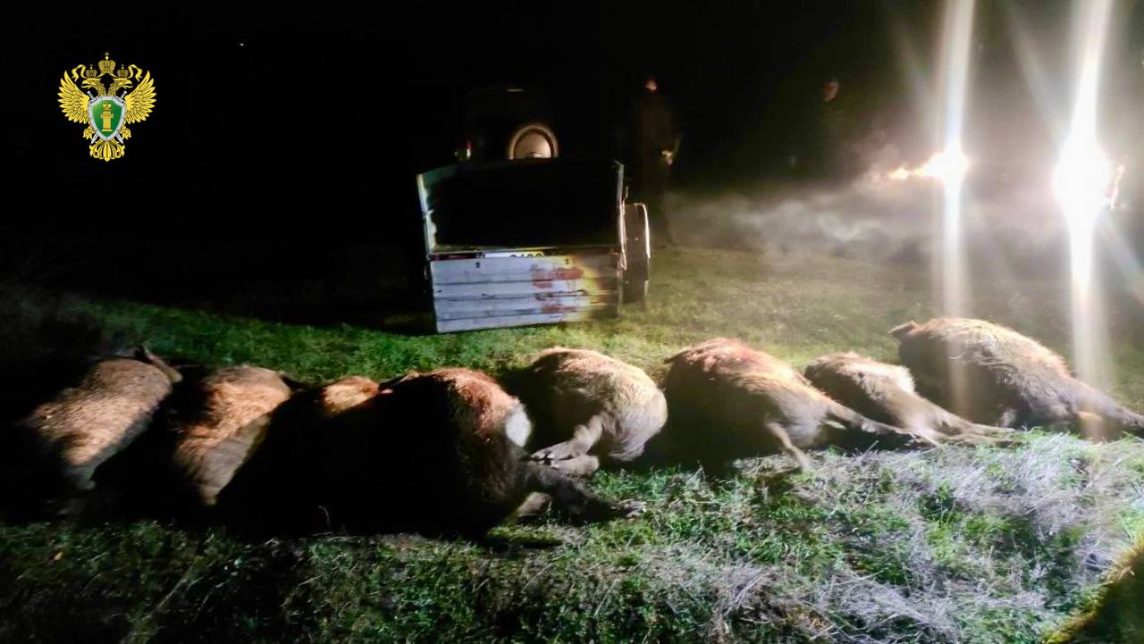 Приговор по уголовному делу о незаконной охоте вынесли 66-летнему жителю Семикаракорского района