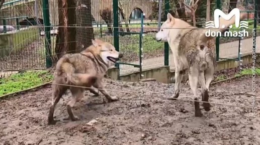 Ну что, мужики, уже воете из-за цен на цветы и вишлиста любимки к 8 марта?