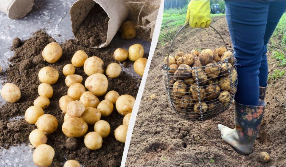 �������, ������ ���� �������� ������: �������� ������ ��������