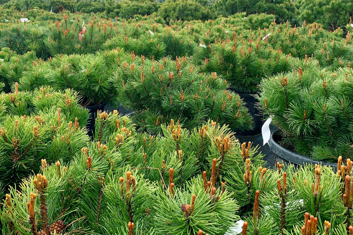 Зеленое вдохновение: что предлагает садовый центр Green Space