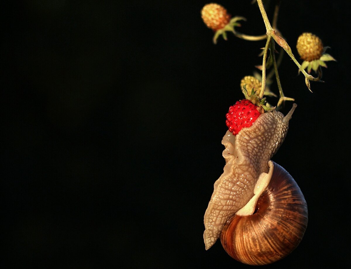 Как защитить земляничные грядки от опасных вредителей