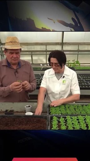 Рассада выросла: пора пикировать, а как?