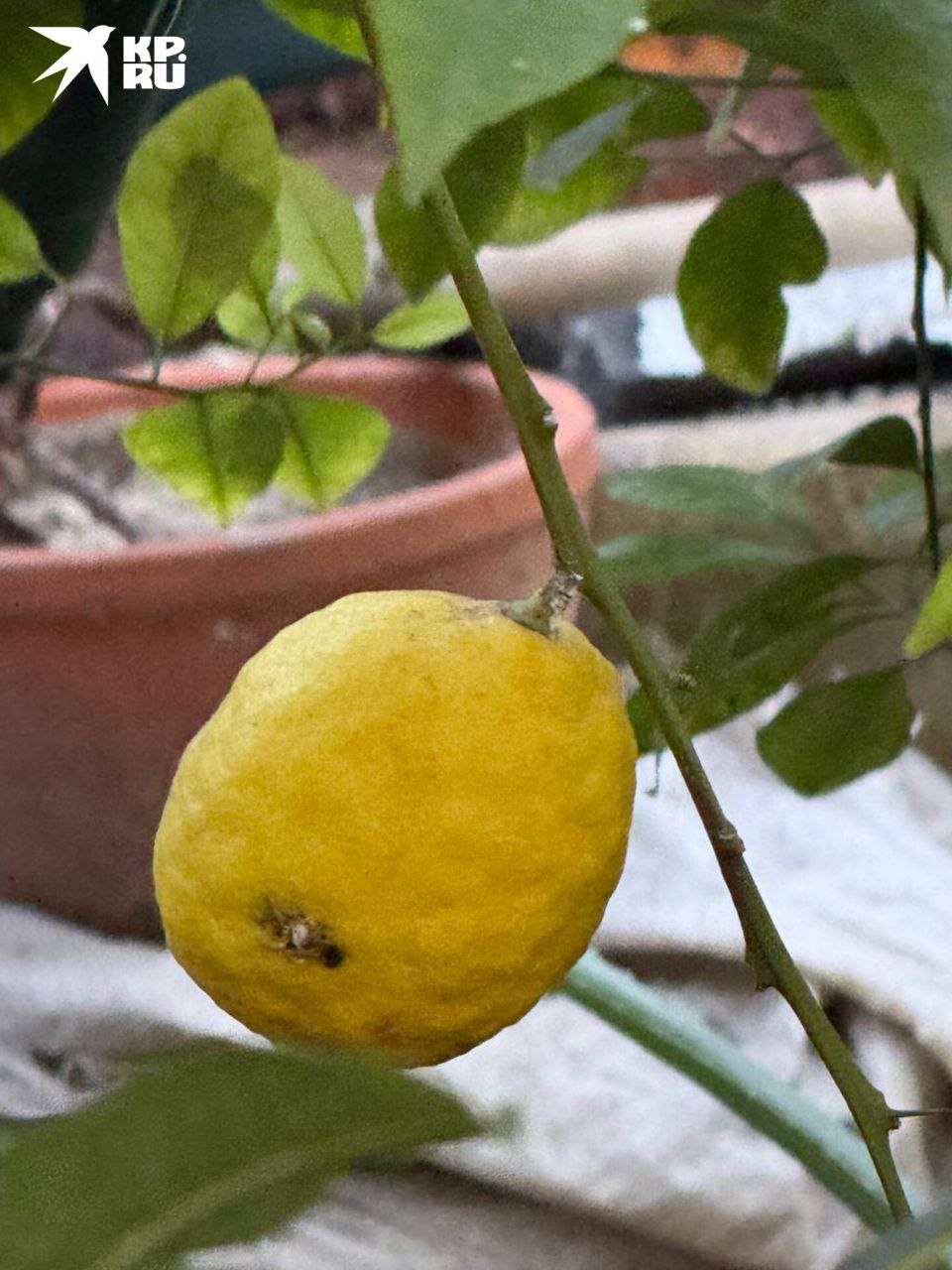 За окном только весна, но в оранжерее ботанического сада уже настоящее лето! За окном только весна, но в оранжерее ботанического сада уже настоящее лето!