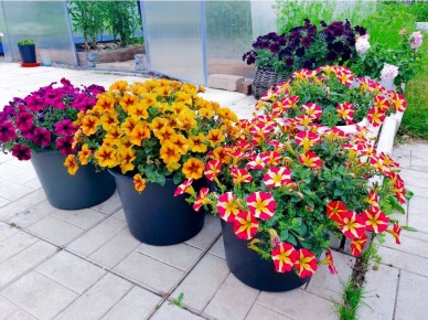 ��� �������� �������� ������� �� ����������: ����������� ������