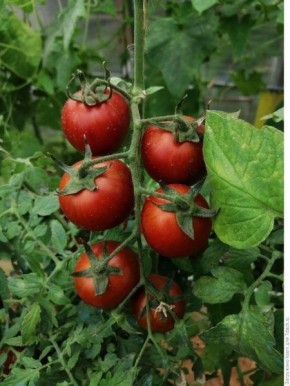 ����� ���������: �������� �� ����� ����� � ��������� ������