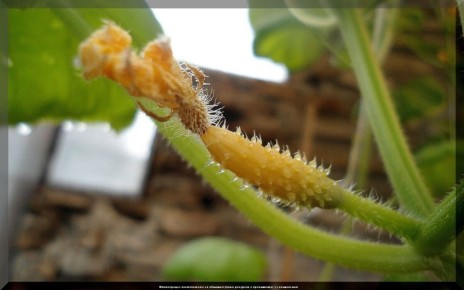 ������� �������� ������� ������� � ��� � ���� ����������