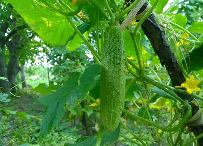 Как не допустить ошибок при выращивании огурцов: советы экспертов