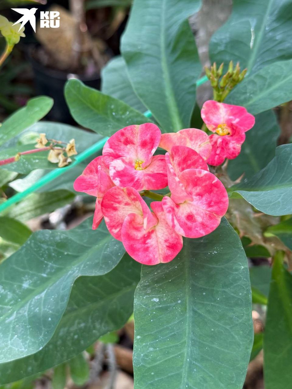 За окном только весна, но в оранжерее ботанического сада уже настоящее лето! За окном только весна, но в оранжерее ботанического сада уже настоящее лето!