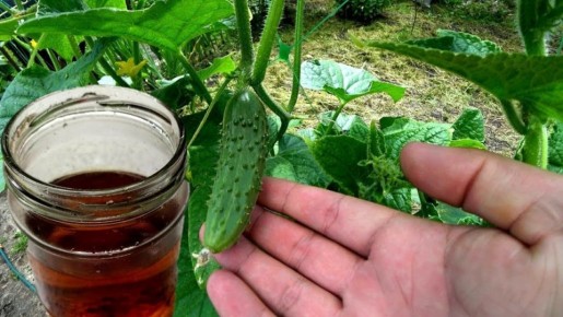 Как вернуть огурцам жизнь: секреты успешного урожаев до октября