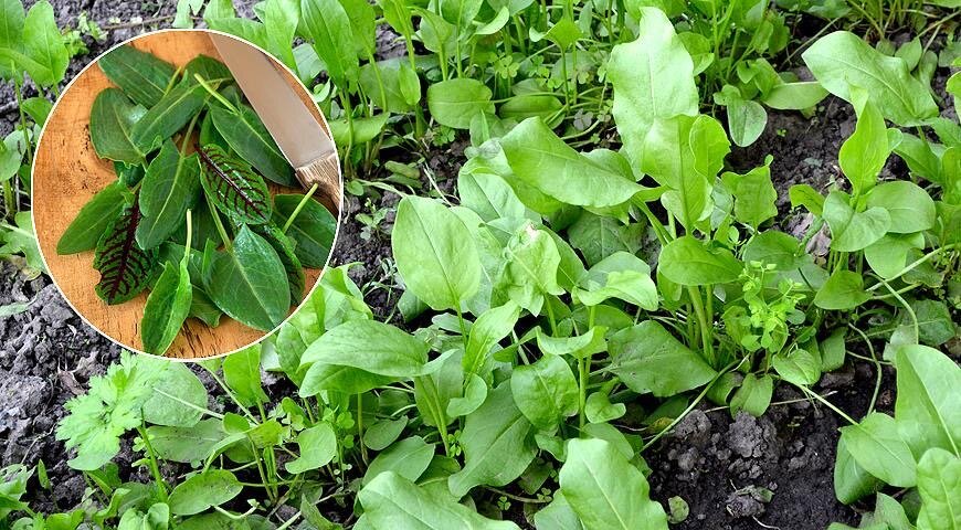 Щавель: весенний деликатес или опасность для здоровья?