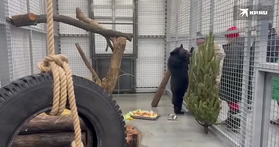 В Южном парке птиц «Малинки» обживается гималайская медведица Маша, которую прошлой осенью спасали всем Владивостоком