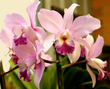 ������� �������: ������� ���� � ����������� ������� � ����� ����