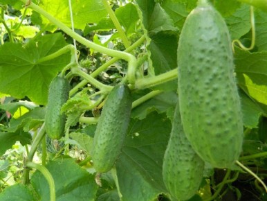 Лучшие гибриды огурцов для теплиц и открытого грунта: наш топ-7