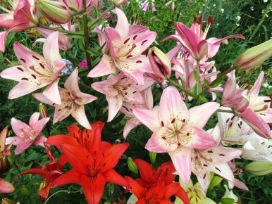 ��� ��������� �������� �����: ������ �� ����� �� ����� �������� � �����