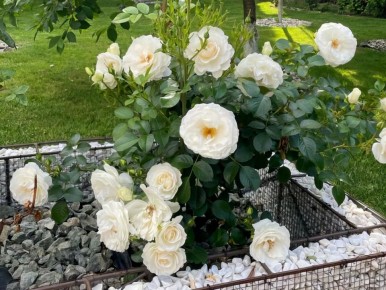 Спасаем розы: простые шаги к восстановлению здоровья растений