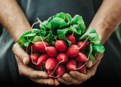 Как вырастить идеальный редис: секреты крупного и хрустящего урожая