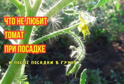 ��� ������ ������� �����: ��� ������ � �����������, ������� ������ ������