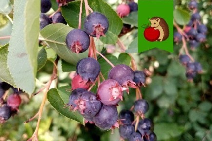 ��� �� ����� ����: �������� ���������������� ��� ��������� �����