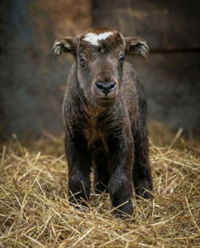 Такин мишми родился в Ростовском-на-Дону зоопарке