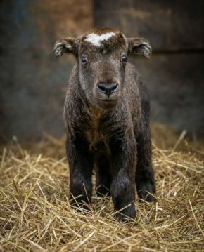 � ���������� �������� ������� ����� ������ �����