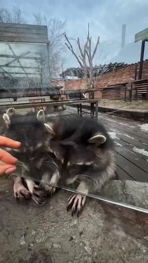 Вот так еноты кайфуют от весны!