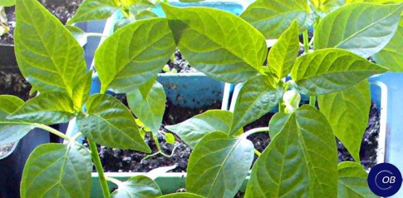 ������������ ������������ �������� � ����� �� ��������