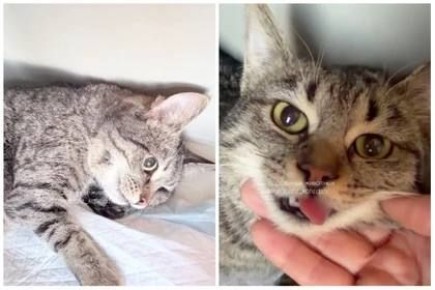 В Ростове экс-учительница ради спасения кота потратила деньги, собранные на памятник сыну