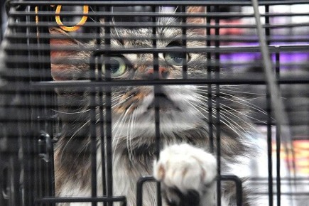 ������ �������� ������, ��� �������� �������� ����� ���������� ���� �������� ��������