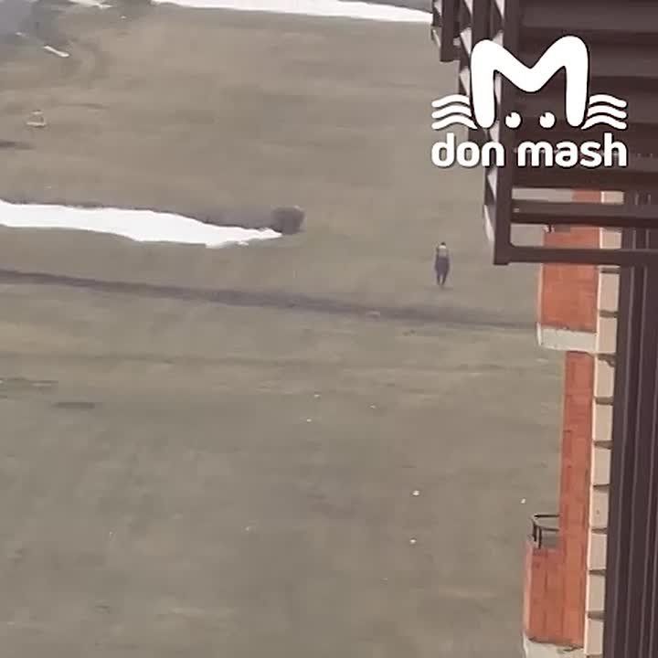 Одинокий всадник скачет по полузаброшенному ипподрому — видео, которое олицетворяет судьбу конного спорта в Ростове