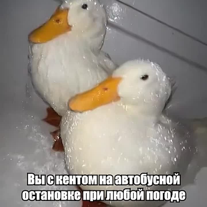 Снег растаял, ловите дождь!