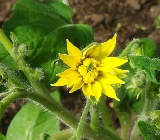 ������ ������� ������ �� ����� �����������: �������� ������������ ��������