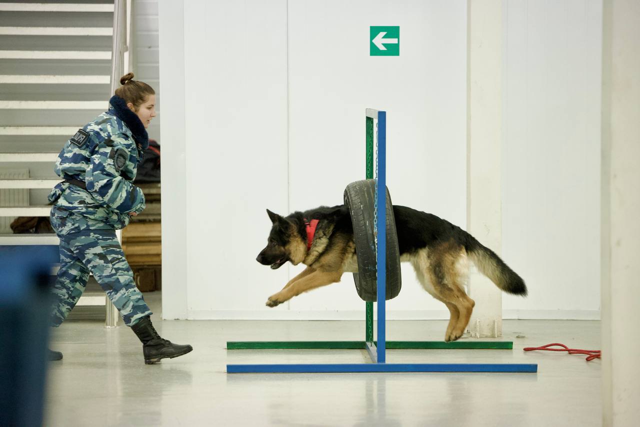 Руководитель областного МВД проинспектировал работу Центра кинологической службы и определил приоритеты развития Руководитель областного МВД проинспектировал работу Центра кинологической службы и определил приоритеты развития