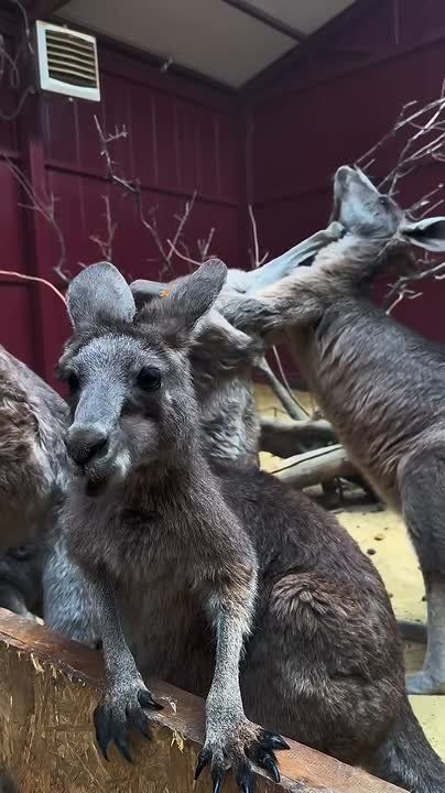 Доброе утро, друзья! Несмотря на прогнозируемый сильный ветер, дождь и мокрый снег, давайте последуем совету кенгуру из парка птиц «Малинки» — просто улыбаться