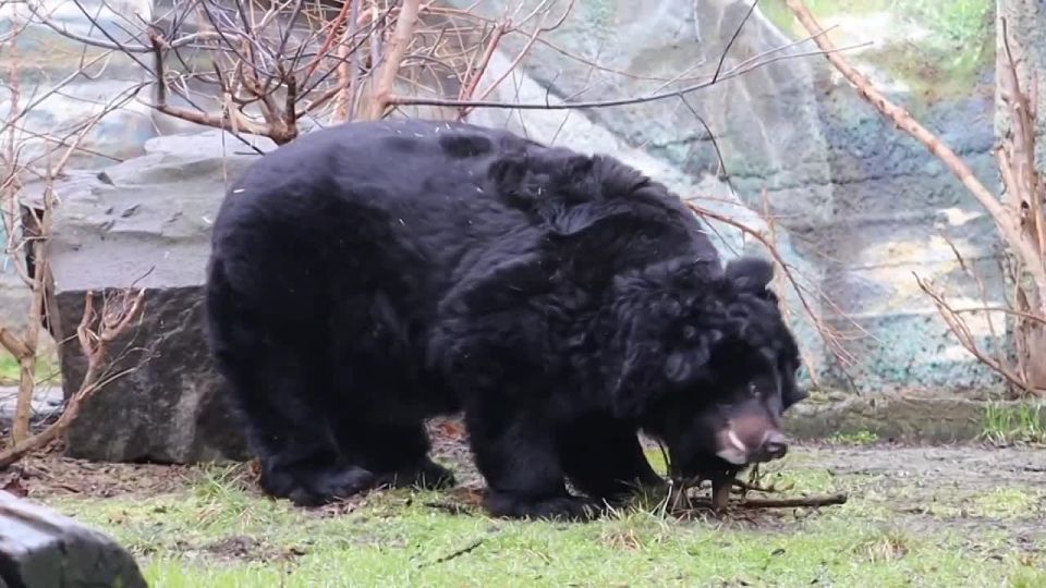Бурый медведь Андрюша тоже выспался в Ростовском зоопарке