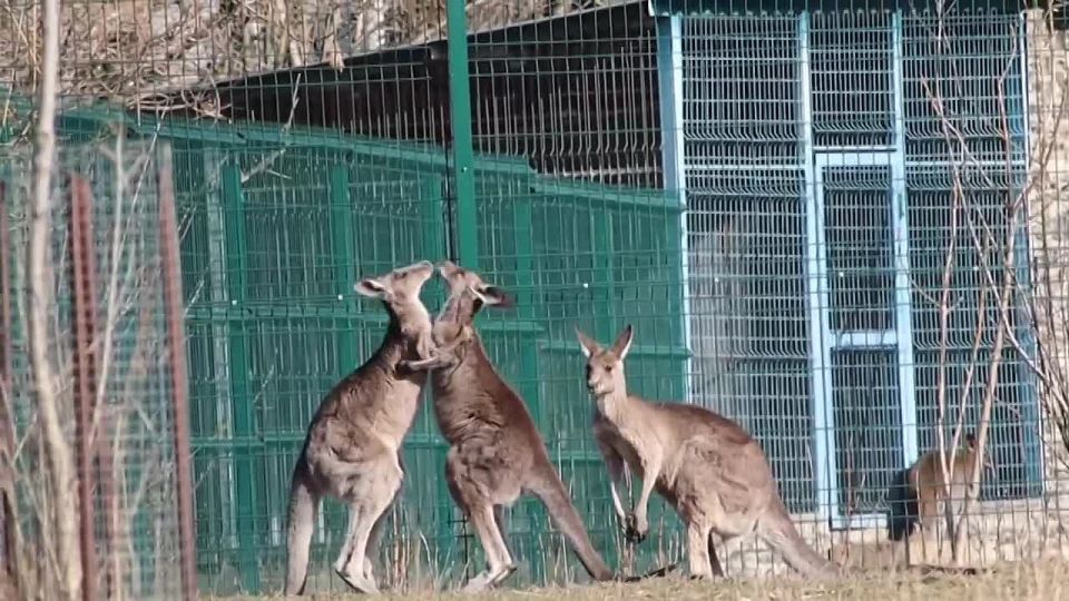 ������ ����, ������!. �� 8 ����� ��� ���� �����, � � ���������� �������� �����������-������� �������� ���������, �������, ���� �� ��� ������� ������� ����� (��� ��� ��� ����� �������?) ����� ���������� �����