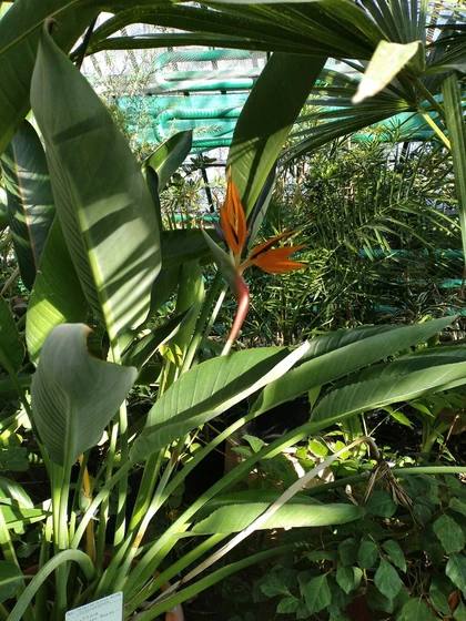 Ботанический сад ЮФУ — это портал в лето круглый год Ботанический сад ЮФУ — это портал в лето круглый год