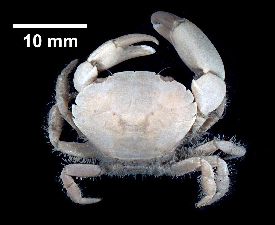 � �������� ���� ���������� ����� ��� �����-�����������