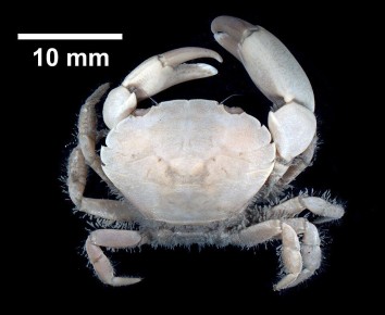 � �������� ���� ���������� ����� ��� �����-�����������