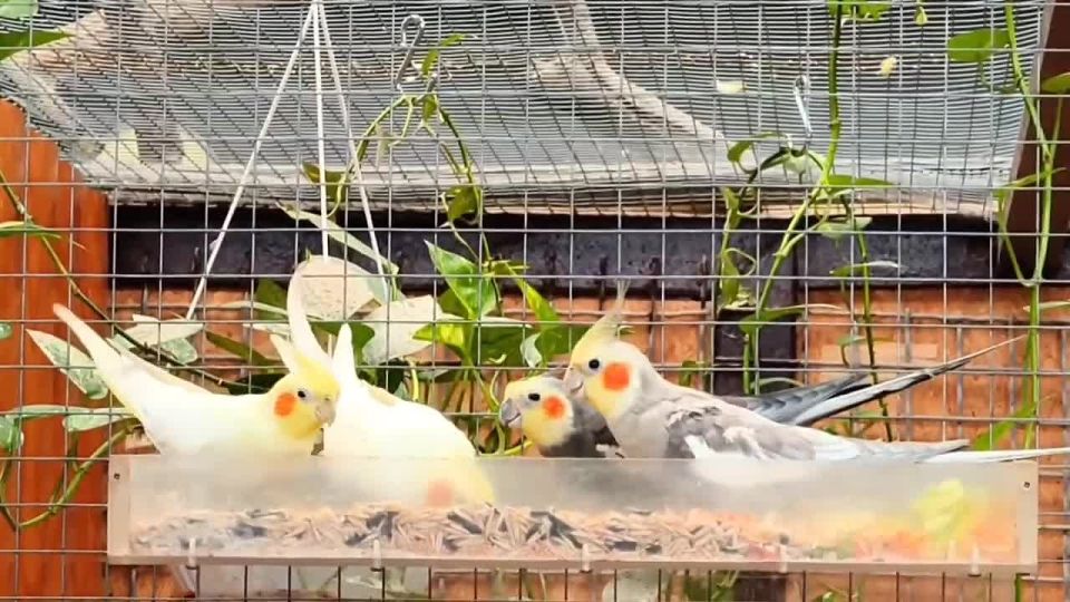 ������ ����, ������! �� �������� ����� ������