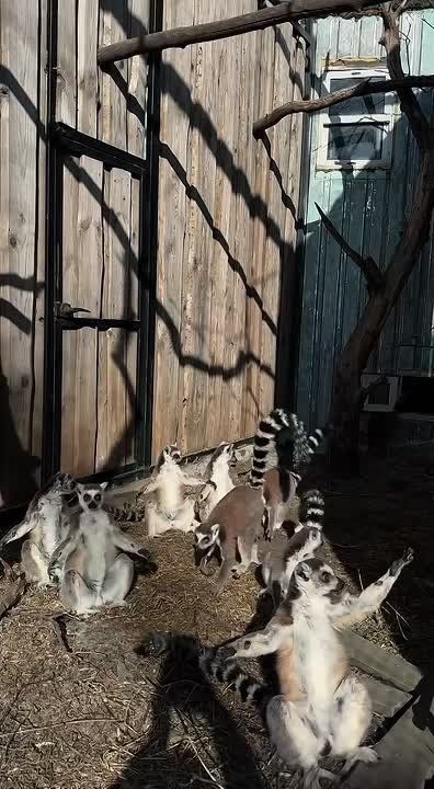 Если лемуры из "Малинок" принимают позу бати на пляже, значит лето будет жарким