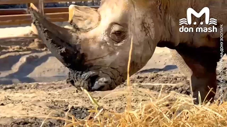 Так-с, на лемуров мы вчера с вами полюбовались, теперь давайте посмотрим на весеннюю раскайфовку белого носорога в ростовском зоопарке