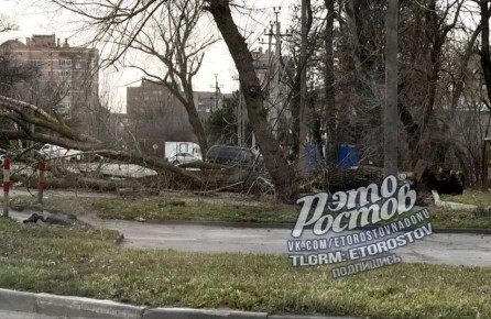 Деревопад также произошел сегодня в Азове